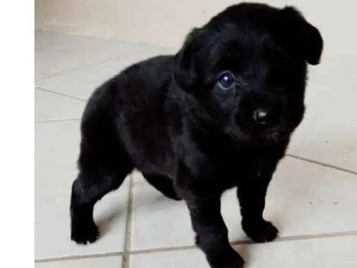 Cachorro raça SRD  idade Abaixo de 2 meses nome Filhotes Pretinhos
