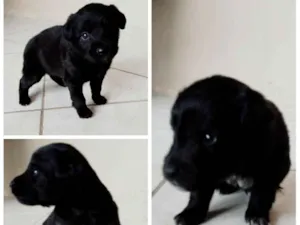 Cachorro raça SRD  idade Abaixo de 2 meses nome Filhotes Pretinhos