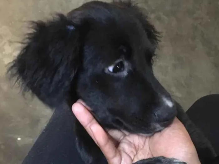 Cachorro ra a Sem Raça  idade 2 a 6 meses nome Diamante