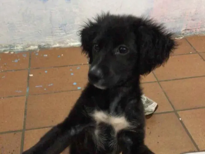 Cachorro ra a Sem Raça  idade 2 a 6 meses nome Diamante