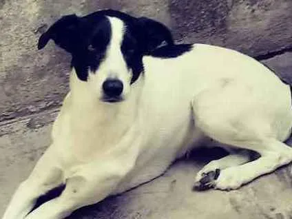 Cachorro ra a Não sei idade 3 anos nome Nina