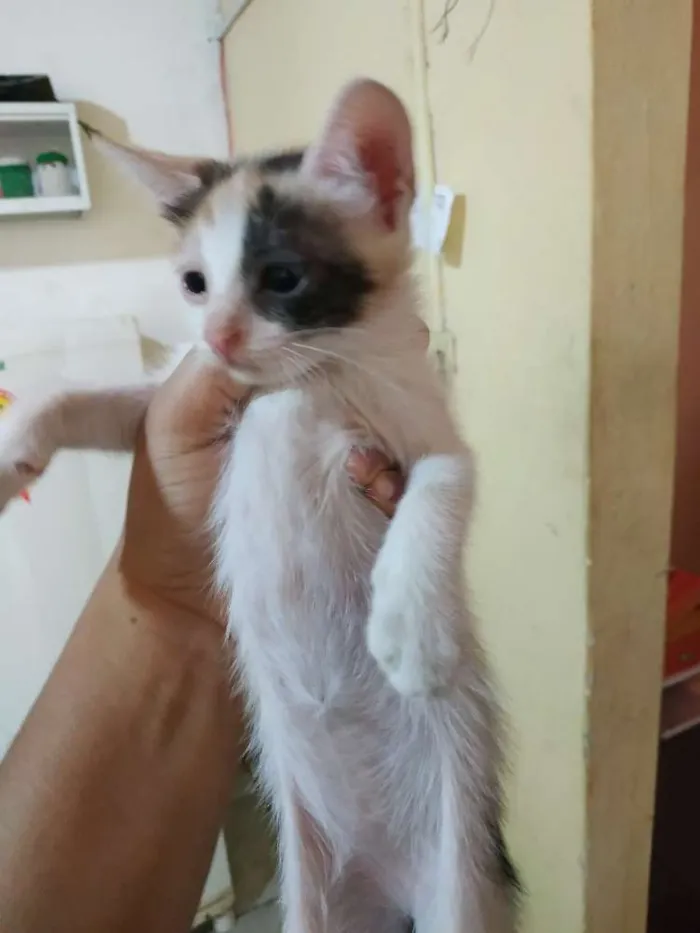 Gato ra a Sem raça definida idade 2 a 6 meses nome Sem nome