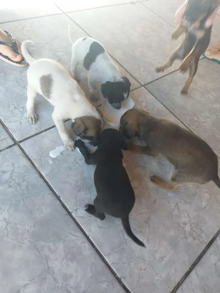 Cachorro ra a Virá latas idade  nome Ainda não tem