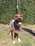 Cachorro raça SRD mix de boxer idade 2 anos nome Lili