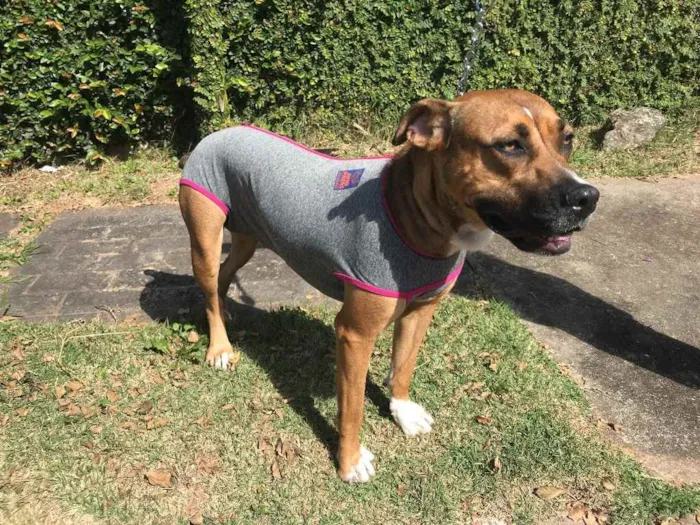 Cachorro raça SRD mix de boxer idade 2 anos nome Lili