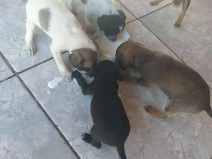 Cachorro ra a Virá latas idade  nome Ainda não tem