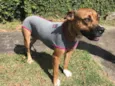 Cachorro raça SRD mix de boxer idade 2 anos nome Lili
