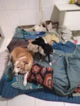 Juli, Pepito e Laika