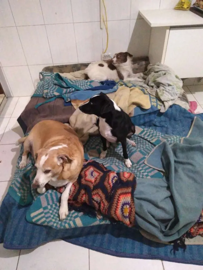 Cachorro ra a Srd idade 6 ou mais anos nome Juli, Pepito e Laika