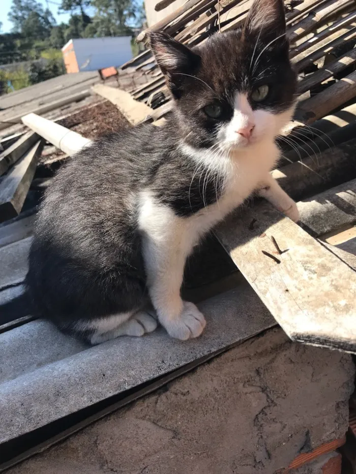 Gato ra a Indefinida  idade 2 a 6 meses nome Sem nome 