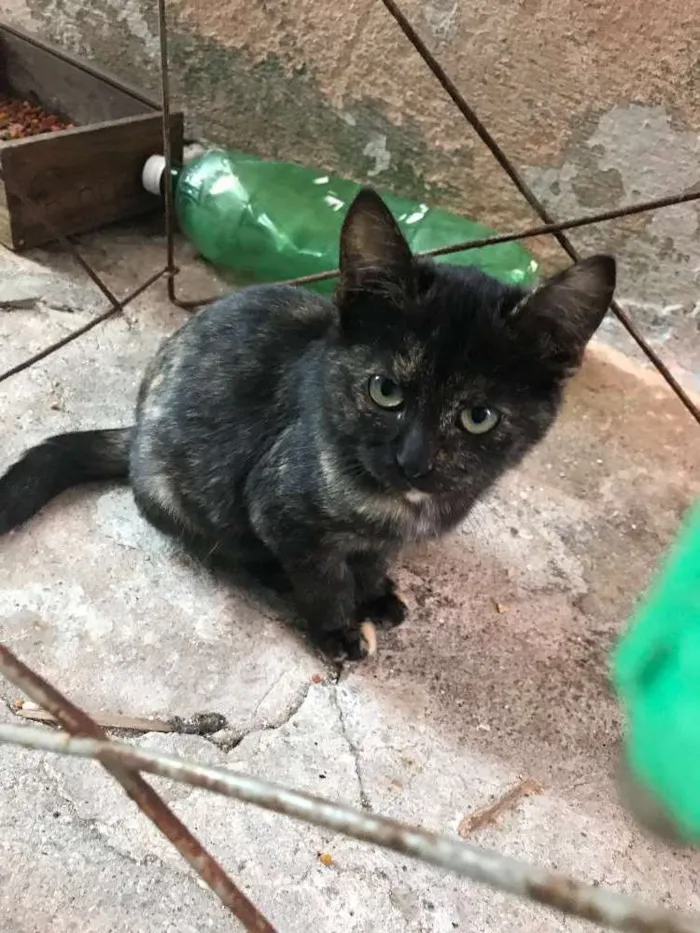 Gato ra a Indefinida  idade 2 a 6 meses nome Ferrugem 