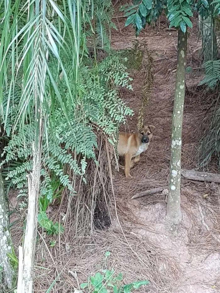 Cachorro ra a Srd idade  nome Filhotes abandonados