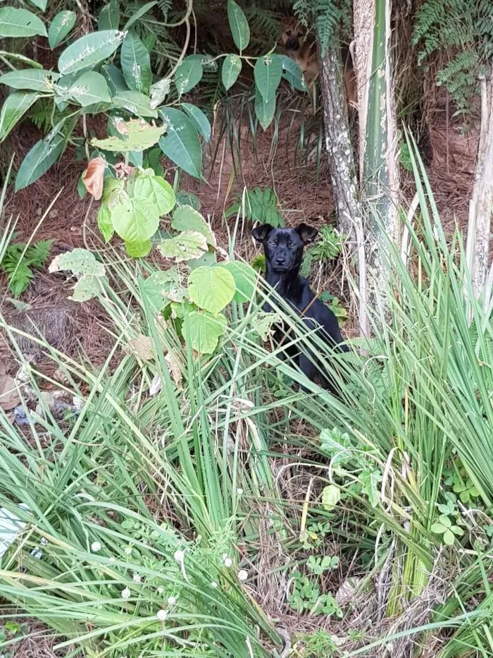 Cachorro ra a Srd idade  nome Filhotes abandonados