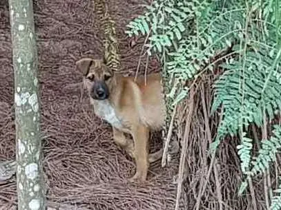 Cachorro ra a Srd idade  nome Filhotes abandonados