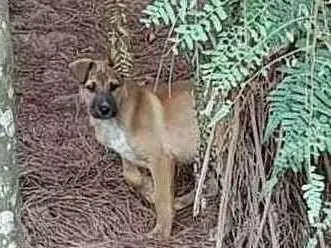 Cachorro ra a Srd idade  nome Filhotes abandonados