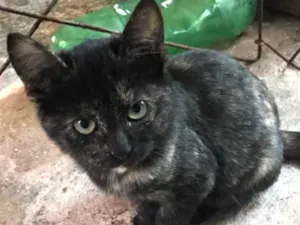 Gato raça Indefinida  idade 2 a 6 meses nome Ferrugem 