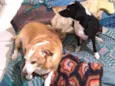 Juli, Pepito e Laika