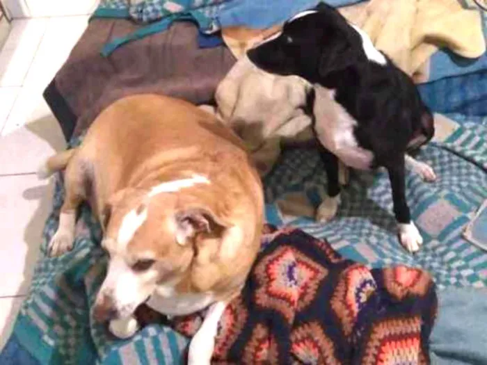 Cachorro ra a Srd idade 6 ou mais anos nome Juli, Pepito e Laika