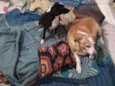 Juli, Pepito e Laika