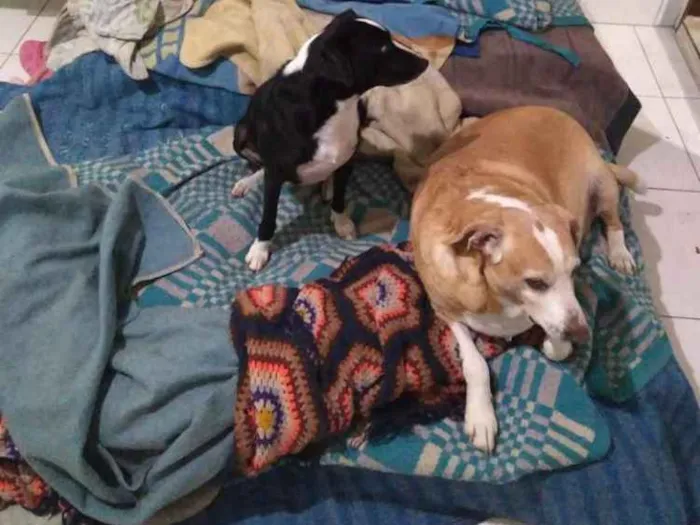 Cachorro ra a Srd idade 6 ou mais anos nome Juli, Pepito e Laika