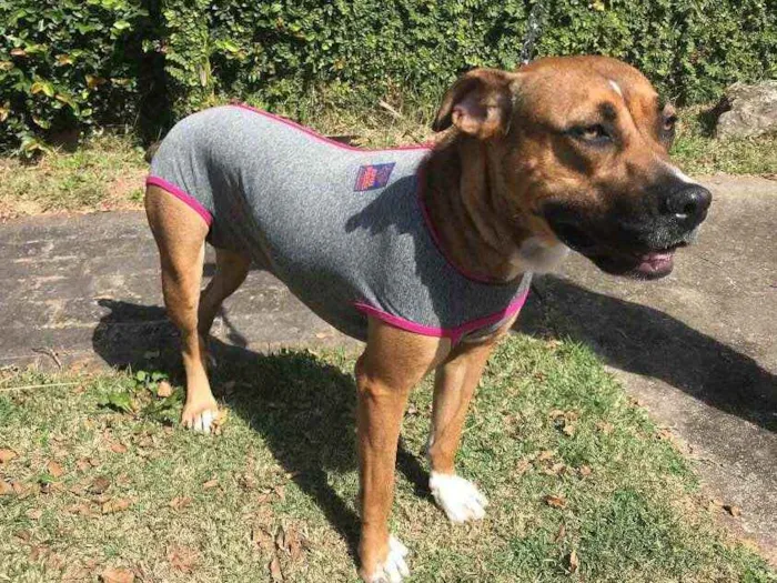 Cachorro raça SRD mix de boxer idade 2 anos nome Lili