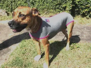 Cachorro raça SRD mix de boxer idade 2 anos nome Lili