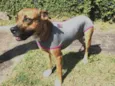 Cachorro raça SRD mix de boxer idade 2 anos nome Lili