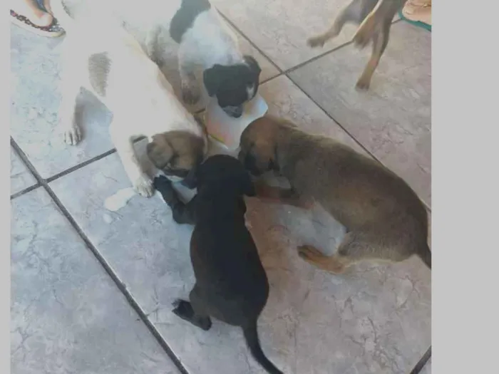 Cachorro ra a Virá latas idade  nome Ainda não tem