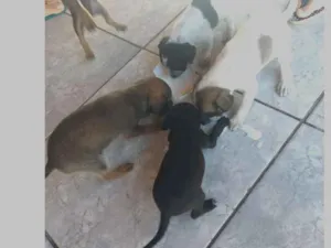 Cachorro raça Virá latas idade  nome Ainda não tem