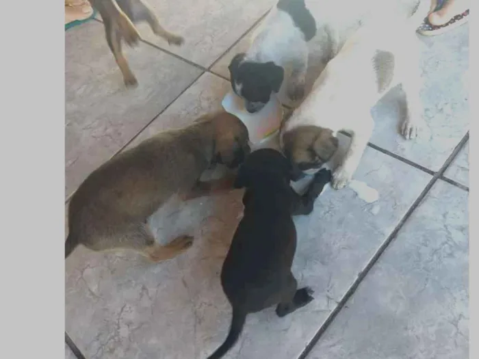 Cachorro ra a Virá latas idade  nome Ainda não tem