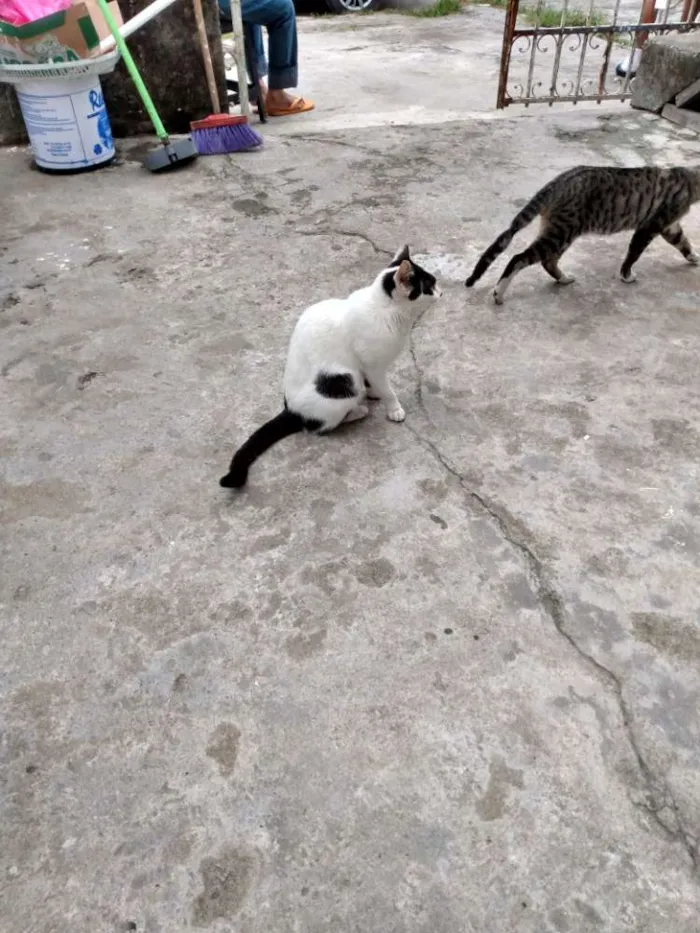 Gato ra a Sem reca  idade 2 a 6 meses nome Não tem nome