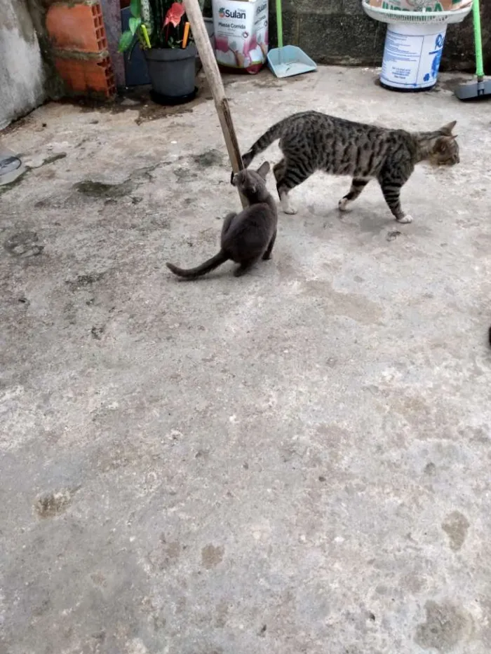 Gato ra a Sem reca  idade 2 a 6 meses nome Não tem nome