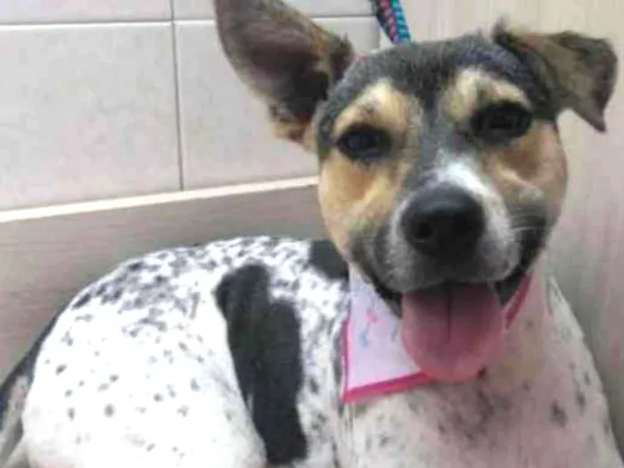 Cachorro raça Mestiça de Boiadeiro Australia idade 2 anos nome Amy