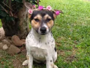 Cachorro raça Mestiça de Boiadeiro Australia idade 2 anos nome Amy