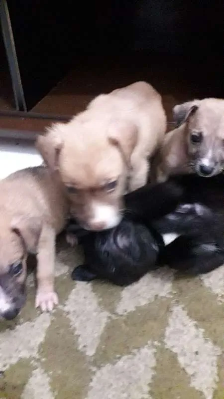 Cachorro ra a não definida idade Abaixo de 2 meses nome Sophia