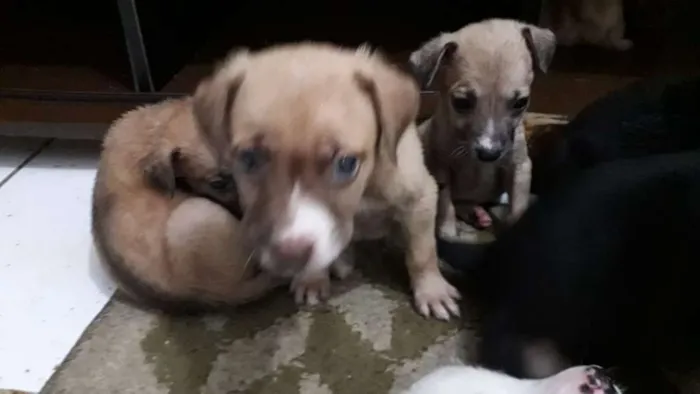Cachorro ra a não definida idade Abaixo de 2 meses nome Sophia