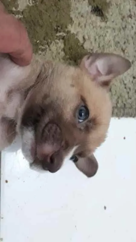Cachorro ra a não definida idade Abaixo de 2 meses nome Sophia