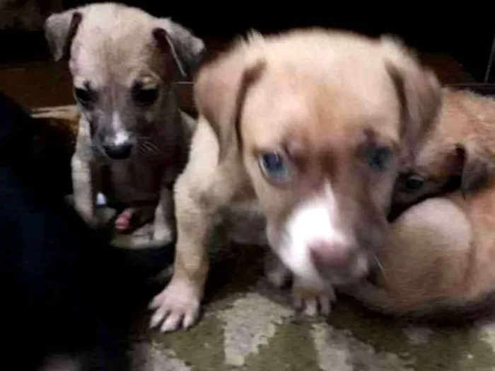 Cachorro ra a não definida idade Abaixo de 2 meses nome Sophia