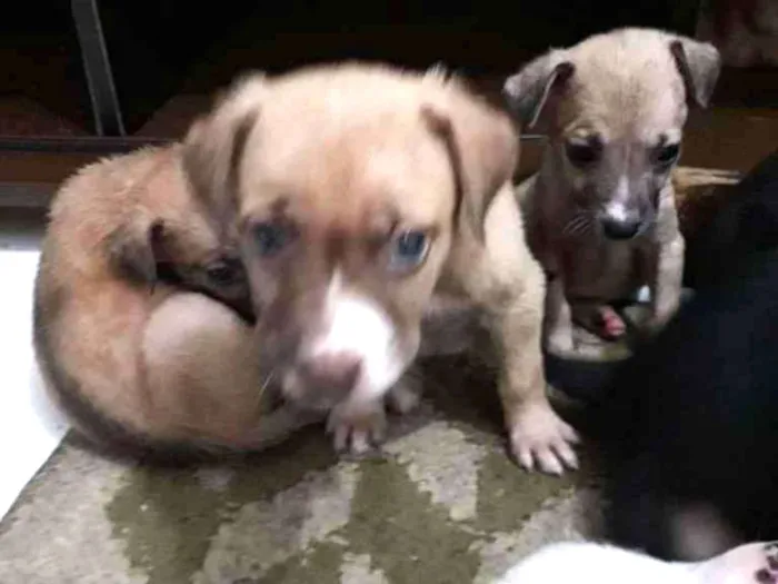 Cachorro ra a não definida idade Abaixo de 2 meses nome Sophia