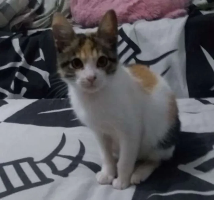 Gato ra a srd idade 2 a 6 meses nome Amora