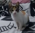 Amora