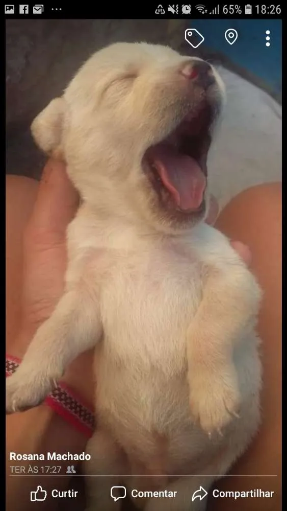 Cachorro ra a Vira lata idade Abaixo de 2 meses nome Não tem