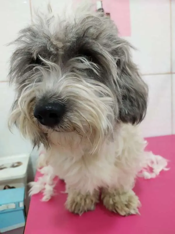 Cachorro ra a  idade 1 ano nome Anjinho Pequeno
