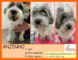 Anjinho Pequeno