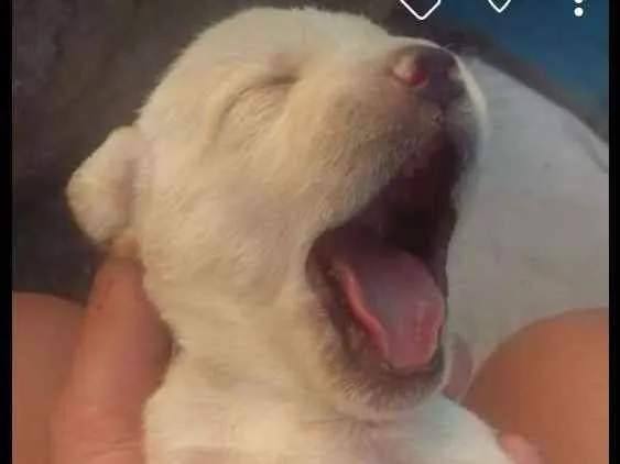 Cachorro ra a Vira lata idade Abaixo de 2 meses nome Não tem