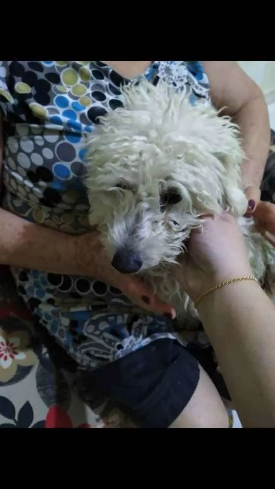 Cachorro ra a Podlo idade 1 ano nome Pinco