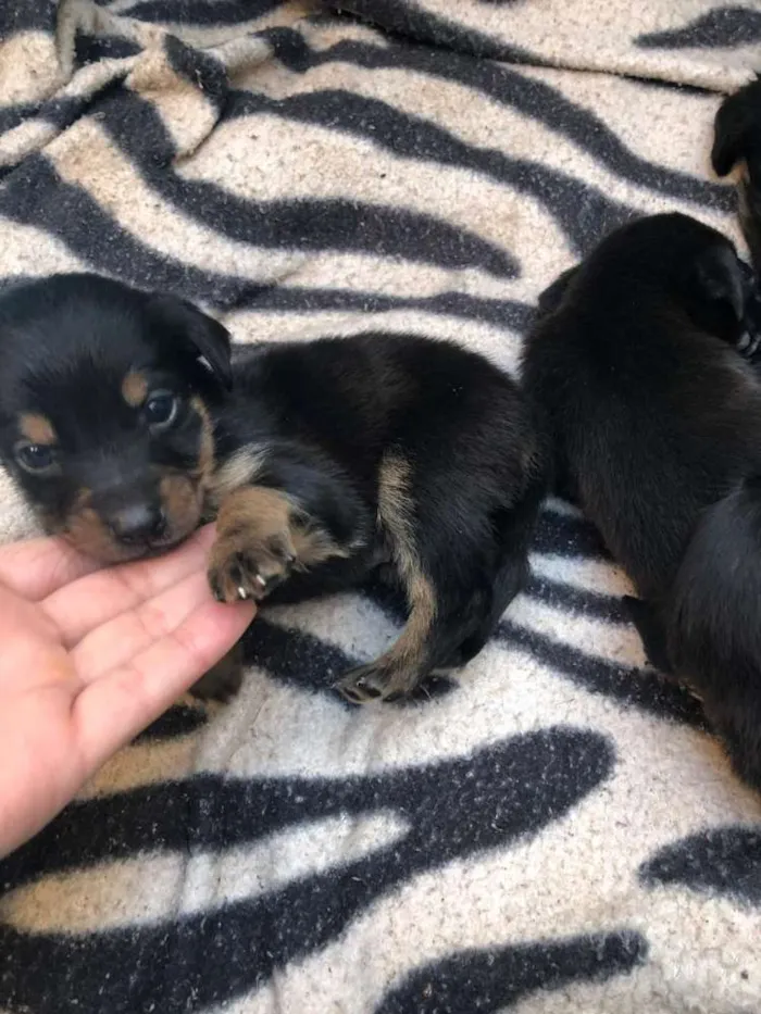Cachorro raça Mistura de raças  idade Abaixo de 2 meses nome Sem nomes