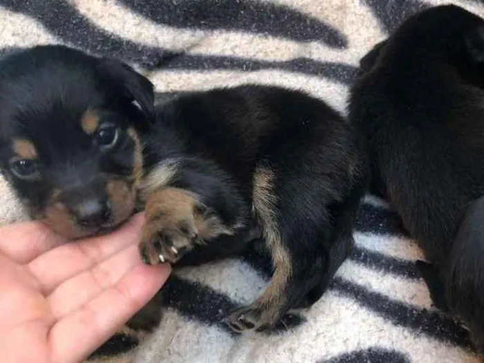 Cachorro raça Mistura de raças  idade Abaixo de 2 meses nome Sem nomes