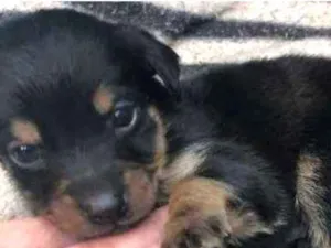 Cachorro raça Mistura de raças  idade Abaixo de 2 meses nome Sem nomes
