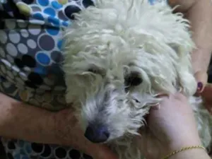 Cachorro raça Podlo idade 1 ano nome Pinco